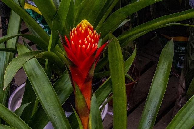 bromeliad-3334549_640